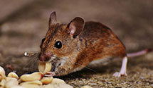24 Hour & Emergency Exterminators in Overland Park, KS